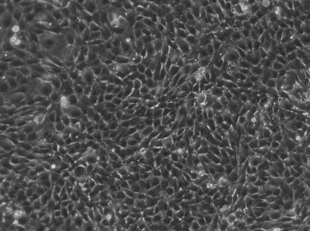 NRK-EGFP3-Seh1 Cells