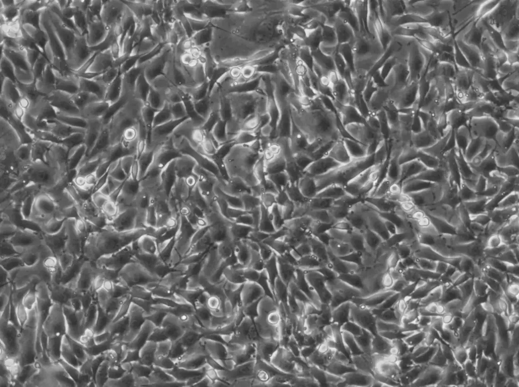 NRK-EGFP2-Nup50 Cells